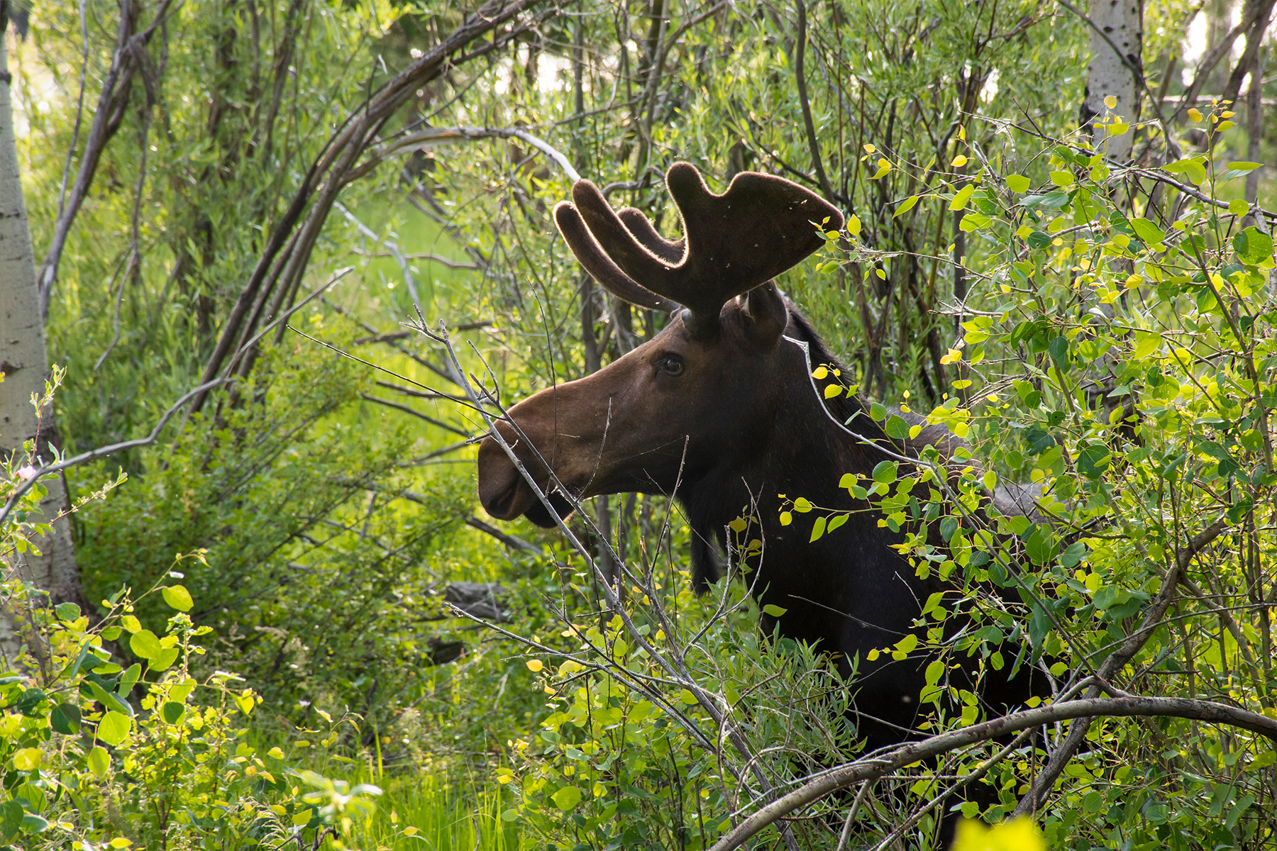 2020_mark_s_pape_design_photography_moose-wildlife-photography